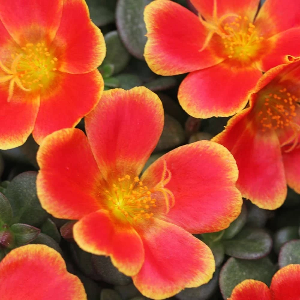 Colorblast Rum Punch Portulaca (Moss Rose)