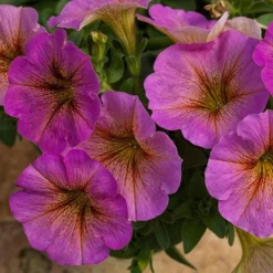 SuperCal® Premium Sunray Pink Petchoa Plant