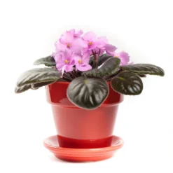 Pretty Pink African Violet