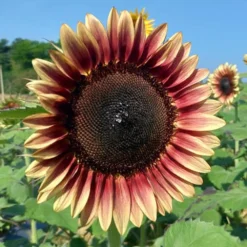 ProCut® Plum Sunflower