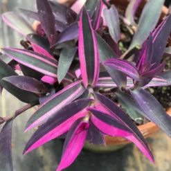 Purple Variegated Setcreasea