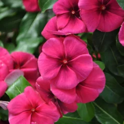 Quasar Raspberry Target Catharanthus