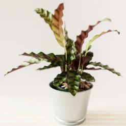 Calathea Lancifolia
