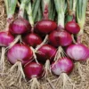 Red Burgundy Onion