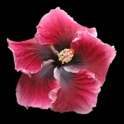 Red Planet Cajun Hibiscus