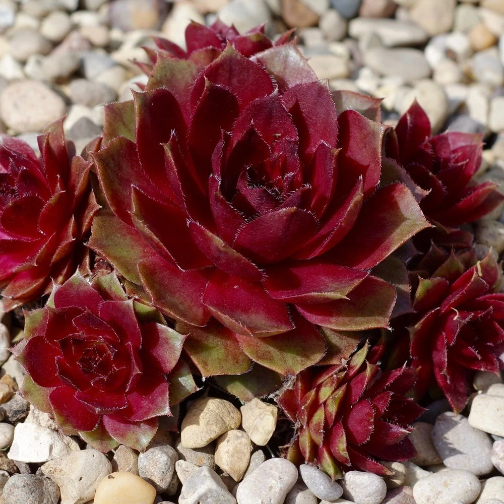 Red Rubin Sempervivum (Hens And Chicks)