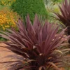 Red Sensation Cordyline