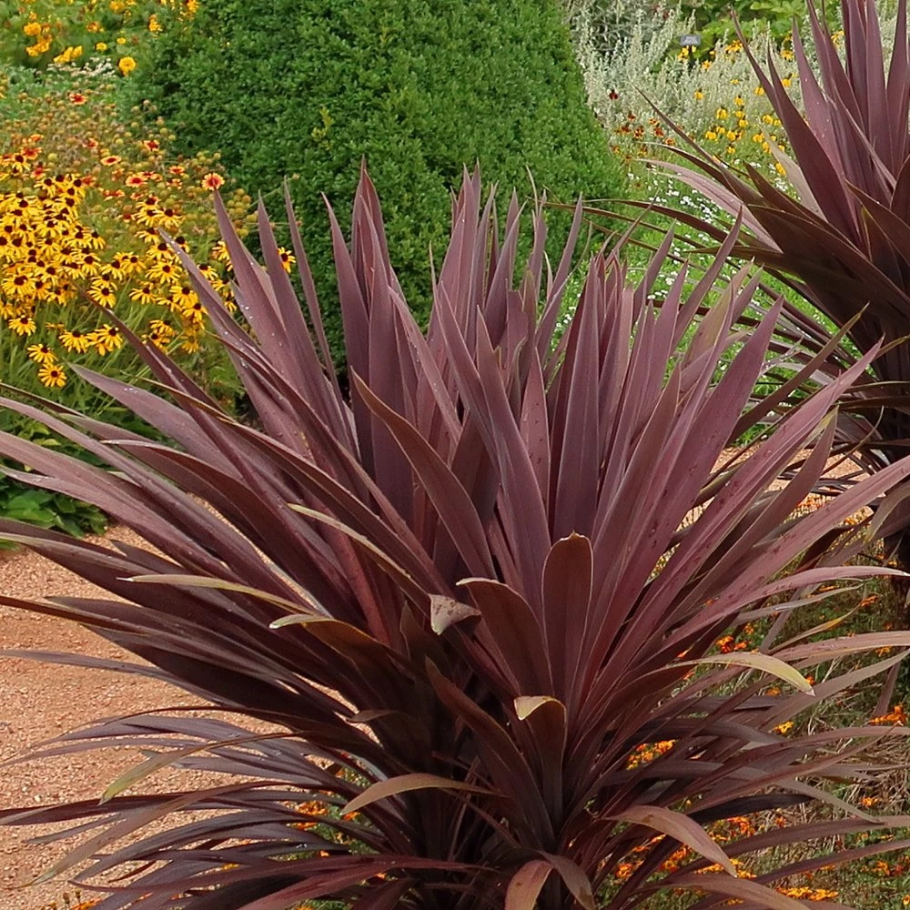 Red Sensation Cordyline