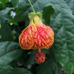 Red Tiger Abutilon