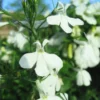 Regatta Trailing White Lobelia