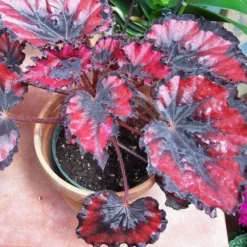 Harmony's Red Robin Rex Begonia Plant