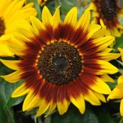 Ring Of Fire Sunflower