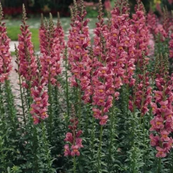 Rocket Rose Shades Snapdragon