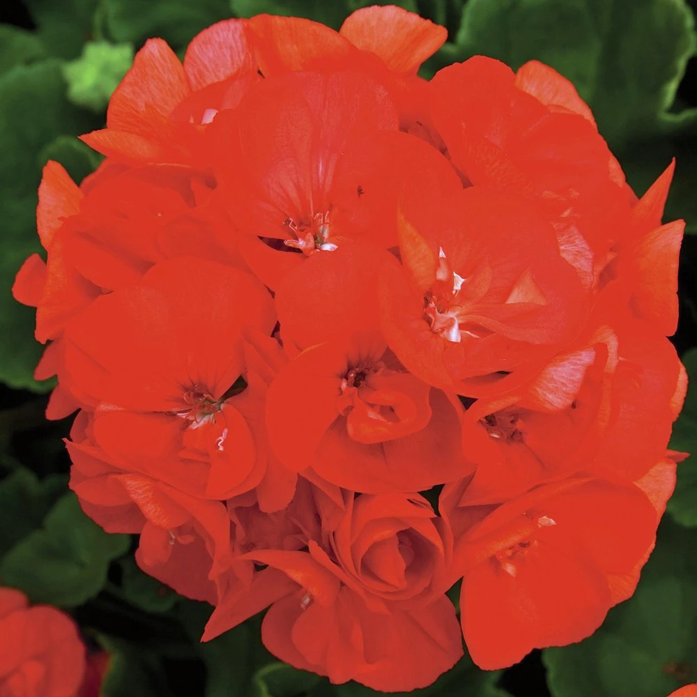 Rocky Mountain⢠Orange Zonal Geranium Plant