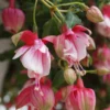 Royal Air Force Fuchsia Plant