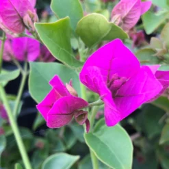 Royal Purple Bougainvillea Plant