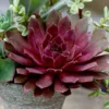 Royal Ruby Sempervivum (Hens And Chicks)