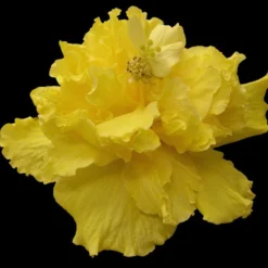 Saffron Moon Cajun Hibiscus