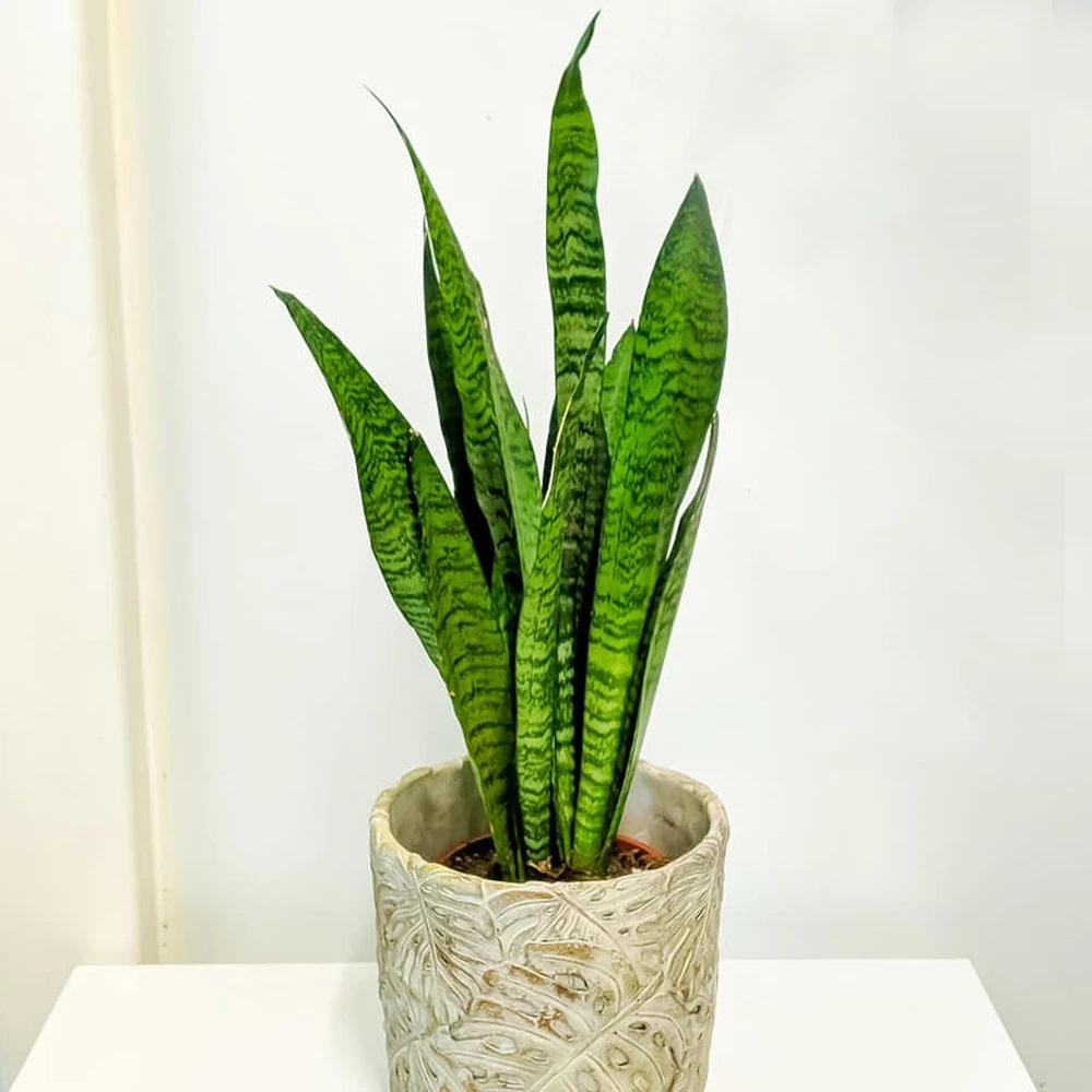Sansevieria Zeylanica