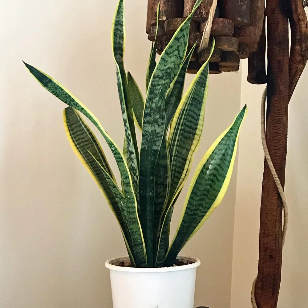 Sansevieria Laurentii