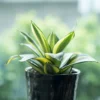 Sansevieria Starpower Black Star