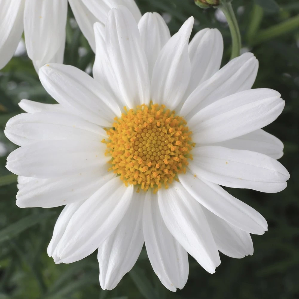 Sassy White Argyranthemum