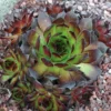 Black Sempervivum (Hens And Chicks)