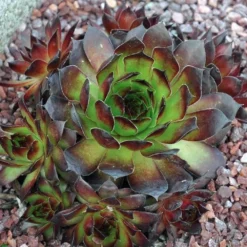Black Sempervivum (Hens And Chicks)
