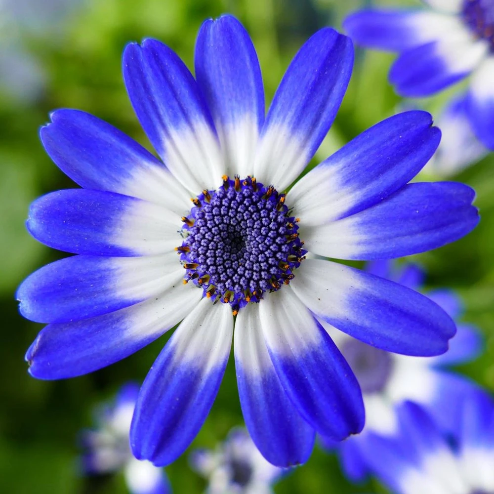 Senetti® Baby Blue Bicolor Pericallis