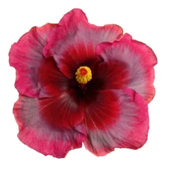 Showtime Cajun Hibiscus