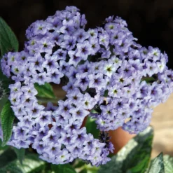 Silver Blue Marino Heliotrope Plant