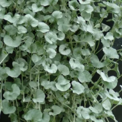 Silver Falls Dichondra Plant