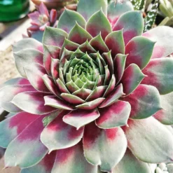 Silver King Sempervivum (Hens And Chicks)