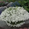 Silver Stream™ Lobularia Plant