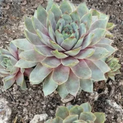 Silverine Sempervivum (Hens And Chicks)