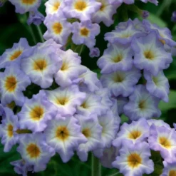 Simply Scentsational® Heliotrope Plant
