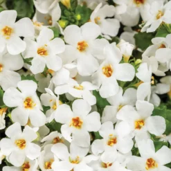 Snow Globe Snowstorm Bacopa Plant