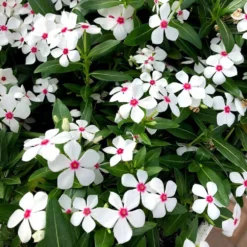 Soiree® Kawaii White Peppermint Catharanthus