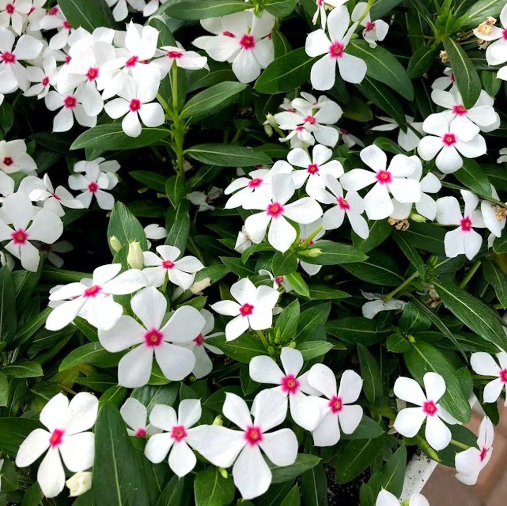 Soiree® Kawaii White Peppermint Catharanthus