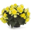 Solenia® Yellow Begonia Plant