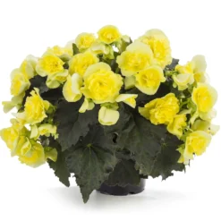 Solenia® Yellow Begonia Plant