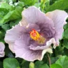 Sonny Stollings Cajun Hibiscus