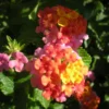 Son Sonset Lantana Plant