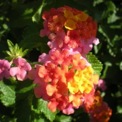 Son Sonset Lantana Plant