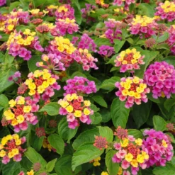Sparkler Lantana Plant