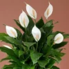 Spathiphyllum Peace Lily