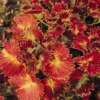 Stained Glassworks™ Tilt A Whirl Coleus Plant