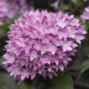 Starcluster™ Lavender Pentas