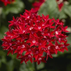 Starcluster™ Red Pentas