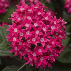 Starcluster™ Rose Pentas